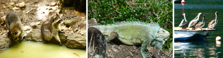 La fane en Guadeloupe