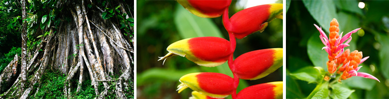 La flore de Guadeloupe