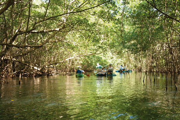 Excursions dans la mangrove