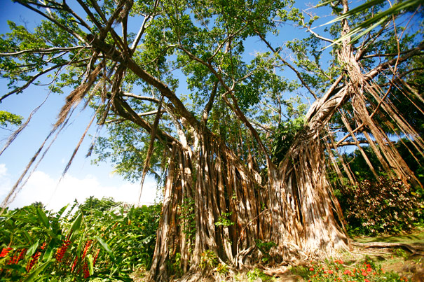 Ficus géant jardin botanique de Deshaies