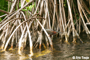 Balade dans la mangrove de Marie-Galante