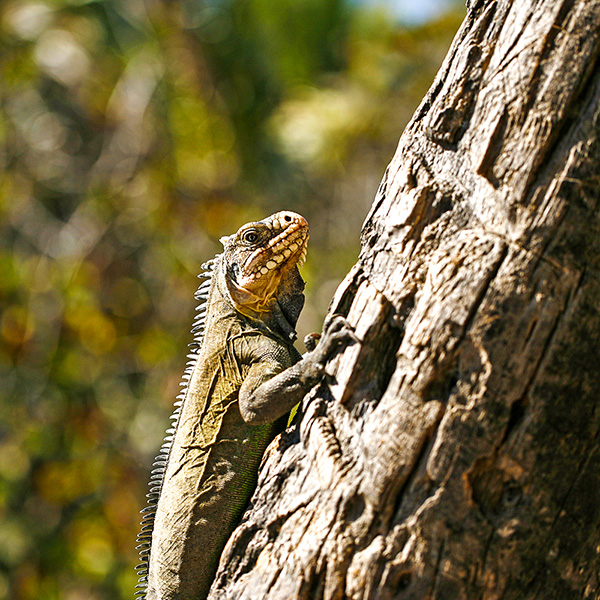 iguane guadeloupe