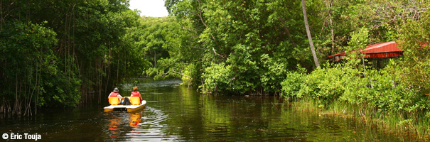 La mangrove de Marie-Galante