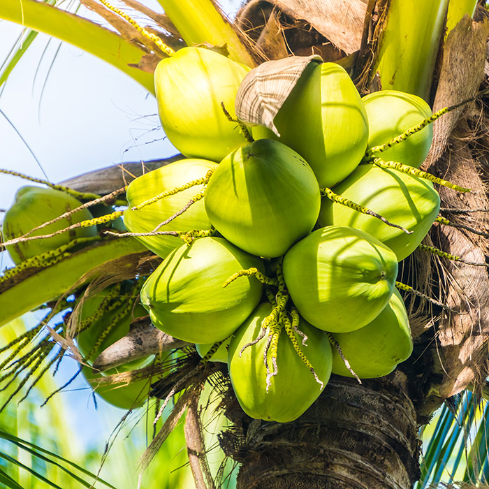 noix de coco guadeloupe